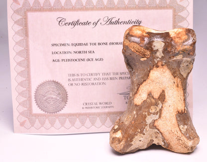 GENUINE EQUIDAE TOE BONE (HORSE FOSSIL) PHALANGES PLEISTOCENE ICE AGE, NORTH SEA F495