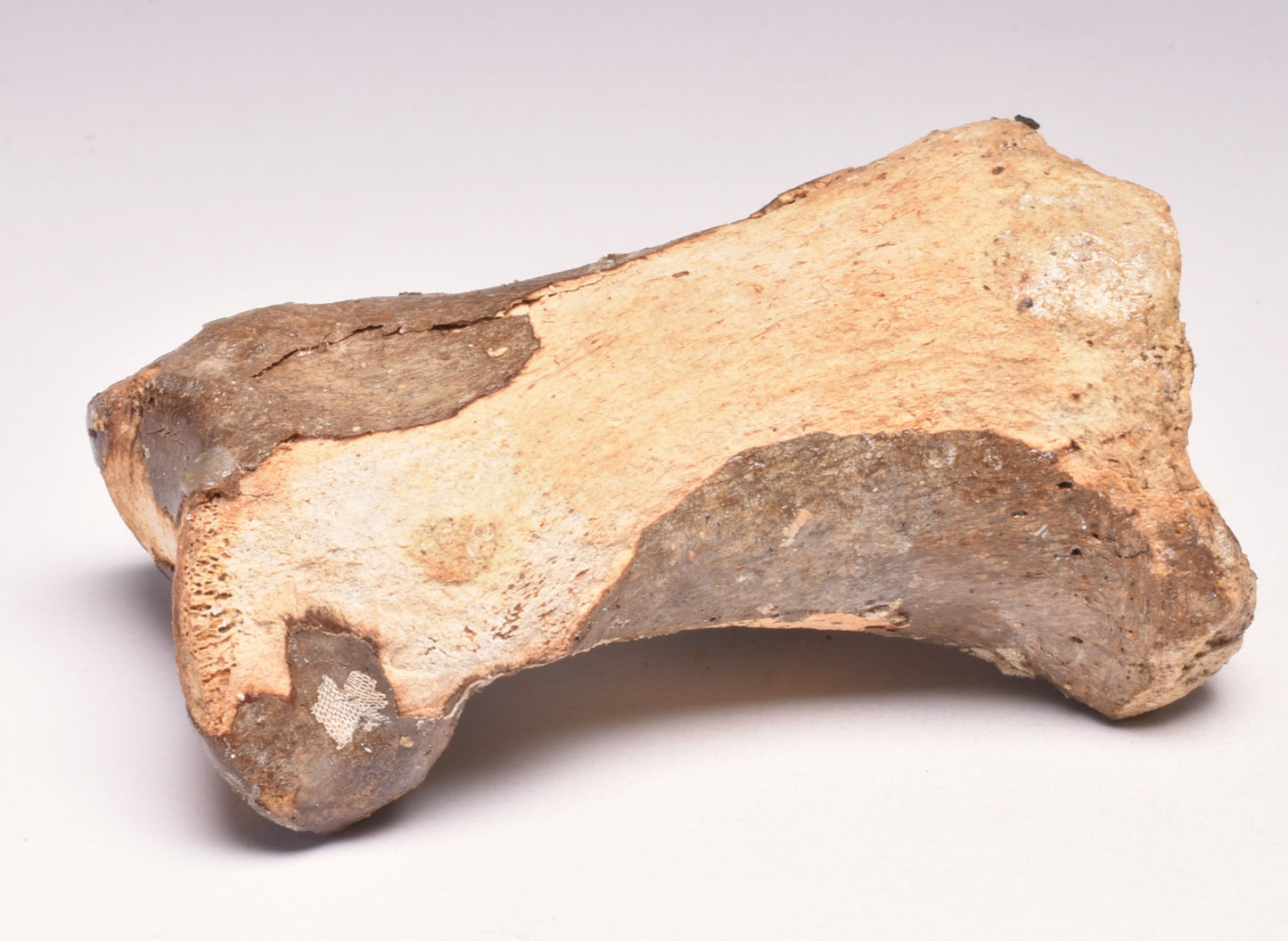 GENUINE EQUIDAE TOE BONE (HORSE FOSSIL) PHALANGES PLEISTOCENE ICE AGE, NORTH SEA F495