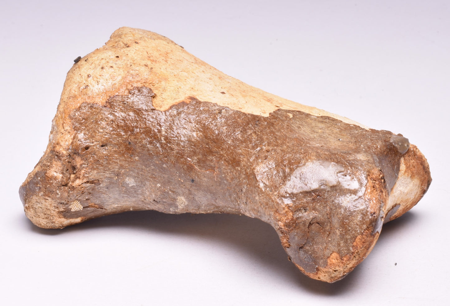 GENUINE EQUIDAE TOE BONE (HORSE FOSSIL) PHALANGES PLEISTOCENE ICE AGE, NORTH SEA F495