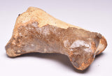 GENUINE EQUIDAE TOE BONE (HORSE FOSSIL) PHALANGES PLEISTOCENE ICE AGE, NORTH SEA F495