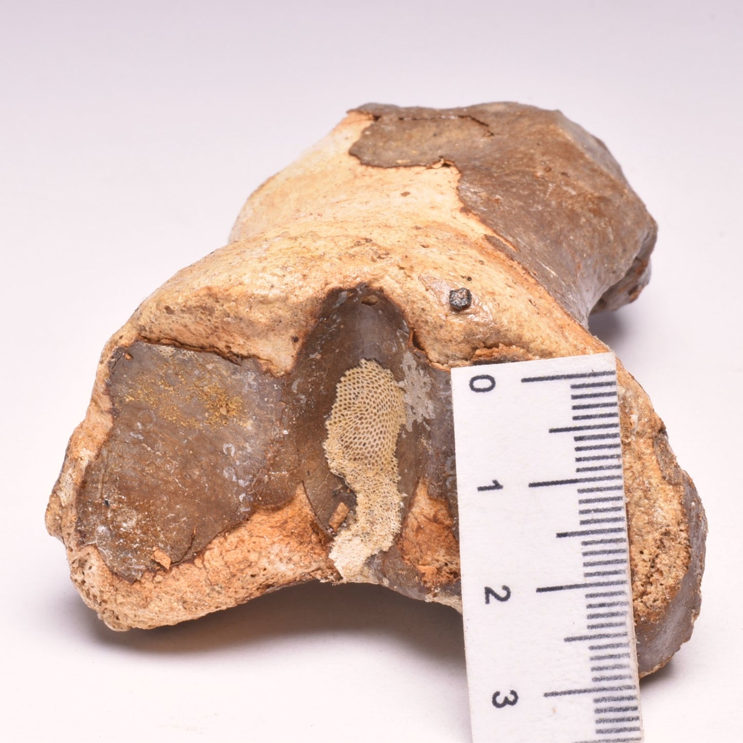 GENUINE EQUIDAE TOE BONE (HORSE FOSSIL) PHALANGES PLEISTOCENE ICE AGE, NORTH SEA F495