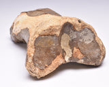 GENUINE EQUIDAE TOE BONE (HORSE FOSSIL) PHALANGES PLEISTOCENE ICE AGE, NORTH SEA F495