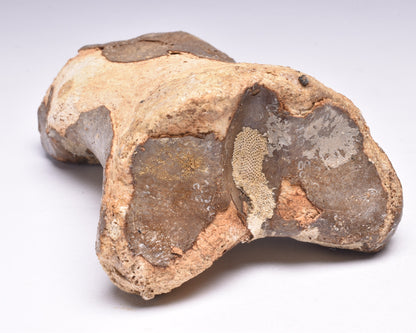 GENUINE EQUIDAE TOE BONE (HORSE FOSSIL) PHALANGES PLEISTOCENE ICE AGE, NORTH SEA F495