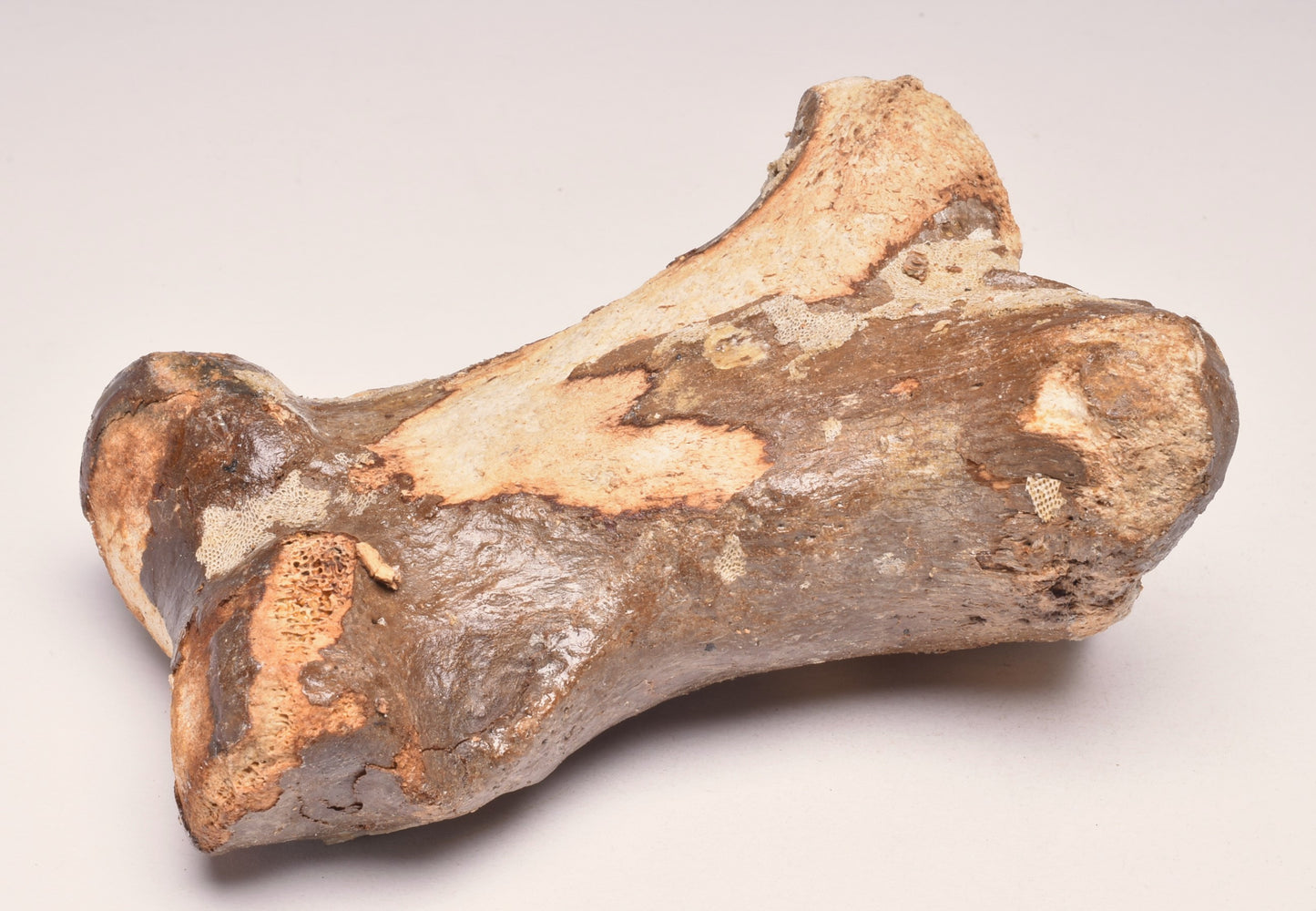 GENUINE EQUIDAE TOE BONE (HORSE FOSSIL) PHALANGES PLEISTOCENE ICE AGE, NORTH SEA F495