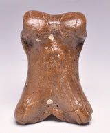 GENUINE EQUIDAE TOE BONE (HORSE FOSSIL) PHALANGES PLEISTOCENE ICE AGE, NORTH SEA F496