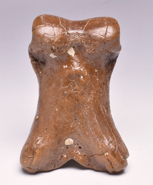 GENUINE EQUIDAE TOE BONE (HORSE FOSSIL) PHALANGES PLEISTOCENE ICE AGE, NORTH SEA F496