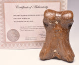 GENUINE EQUIDAE TOE BONE (HORSE FOSSIL) PHALANGES PLEISTOCENE ICE AGE, NORTH SEA F496