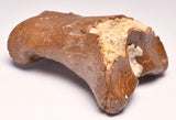 GENUINE EQUIDAE TOE BONE (HORSE FOSSIL) PHALANGES PLEISTOCENE ICE AGE, NORTH SEA F496