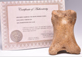 GENUINE EQUIDAE TOE BONE (HORSE FOSSIL) PHALANGES PLEISTOCENE IC NORTH SEE AGE,A F500