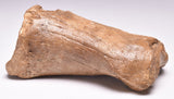 GENUINE EQUIDAE TOE BONE (HORSE FOSSIL) PHALANGES PLEISTOCENE IC NORTH SEE AGE,A F500