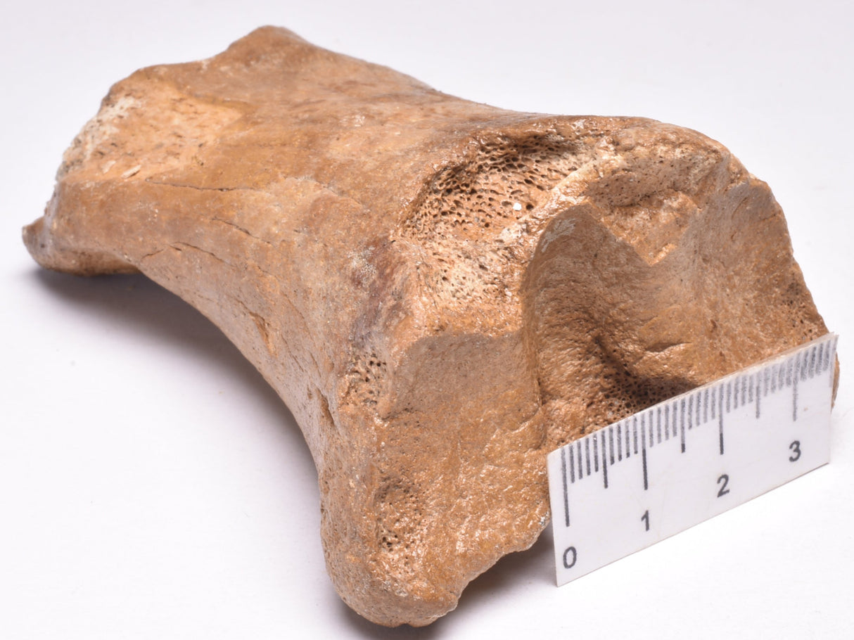 GENUINE EQUIDAE TOE BONE (HORSE FOSSIL) PHALANGES PLEISTOCENE IC NORTH SEE AGE,A F500