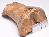 GENUINE EQUIDAE TOE BONE (HORSE FOSSIL) PHALANGES PLEISTOCENE IC NORTH SEE AGE,A F500
