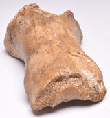 GENUINE EQUIDAE TOE BONE (HORSE FOSSIL) PHALANGES PLEISTOCENE IC NORTH SEE AGE,A F500