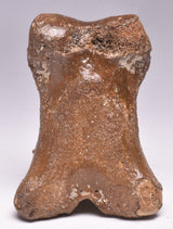 GENUINE EQUIDAE TOE BONE (HORSE FOSSIL) PHALANGES PLEISTOCENE NORTH SEA ICE AGE F505