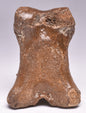 GENUINE EQUIDAE TOE BONE (HORSE FOSSIL) PHALANGES PLEISTOCENE NORTH SEA ICE AGE F505