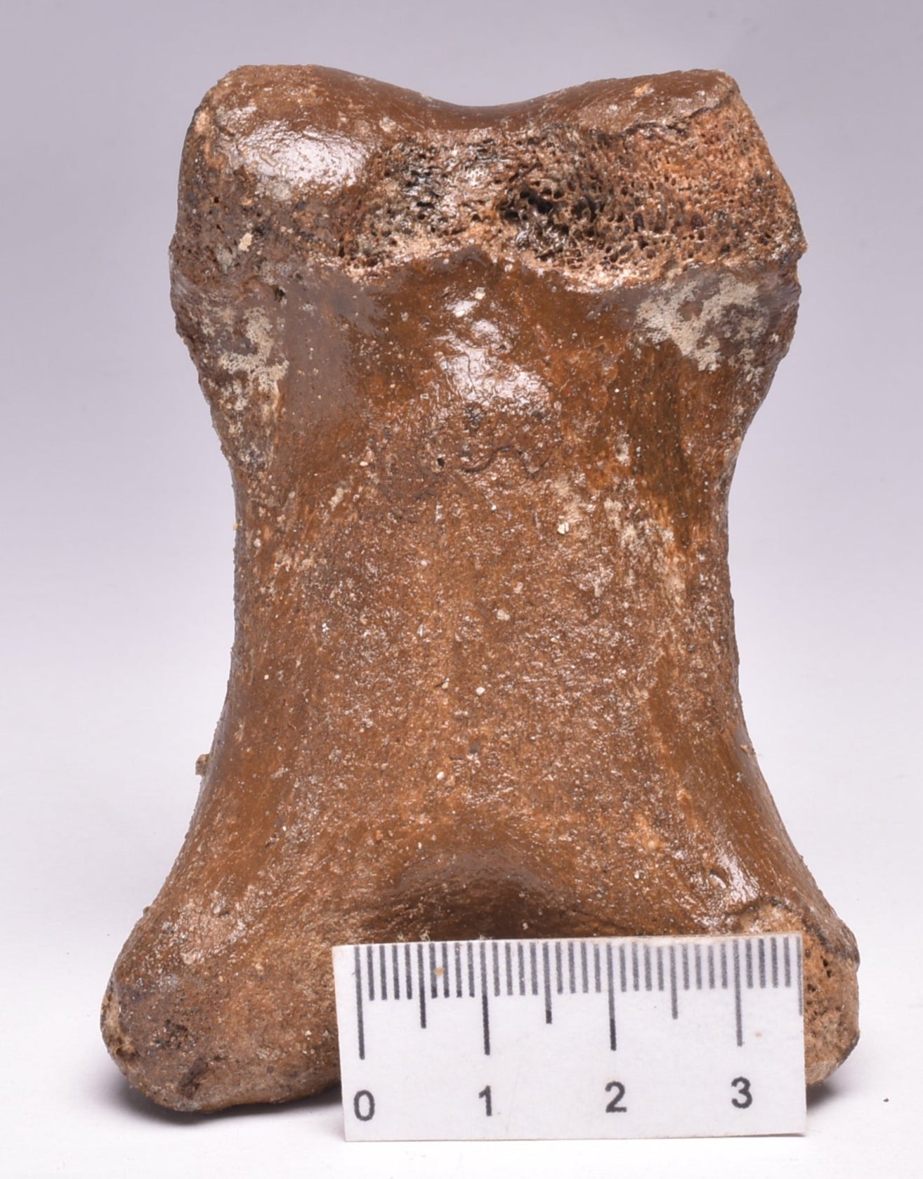 GENUINE EQUIDAE TOE BONE (HORSE FOSSIL) PHALANGES PLEISTOCENE NORTH SEA ICE AGE F505