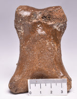 GENUINE EQUIDAE TOE BONE (HORSE FOSSIL) PHALANGES PLEISTOCENE NORTH SEA ICE AGE F505