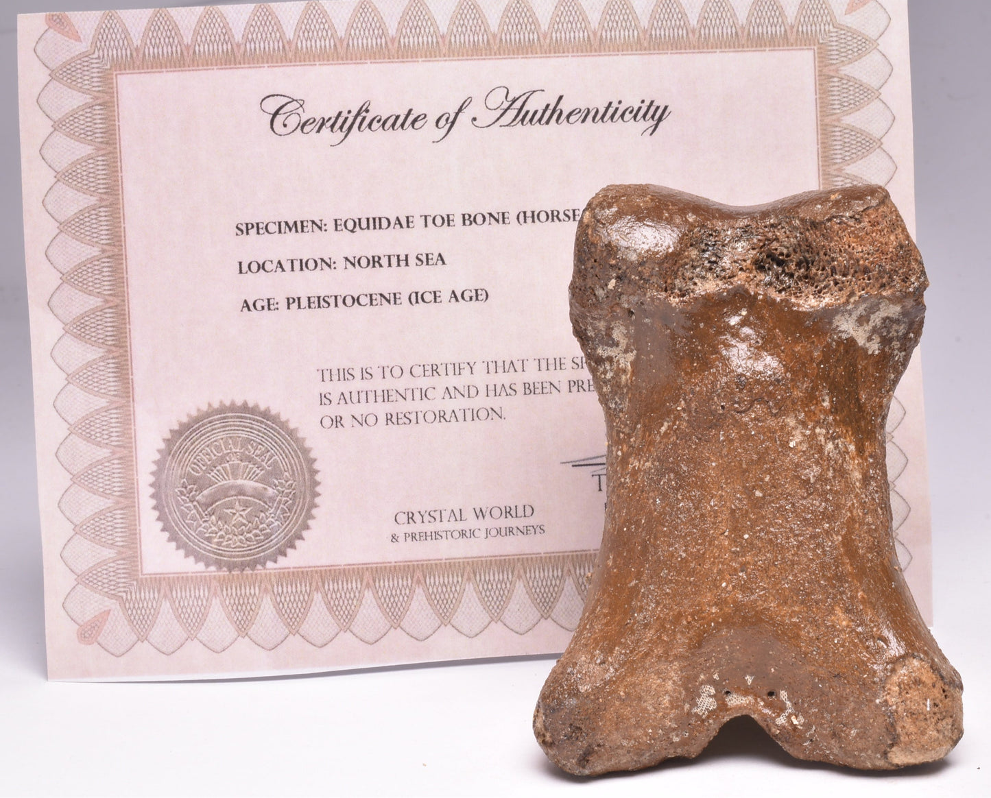 GENUINE EQUIDAE TOE BONE (HORSE FOSSIL) PHALANGES PLEISTOCENE NORTH SEA ICE AGE F505