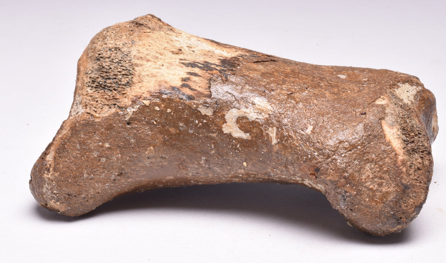 GENUINE EQUIDAE TOE BONE (HORSE FOSSIL) PHALANGES PLEISTOCENE NORTH SEA ICE AGE F505