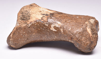GENUINE EQUIDAE TOE BONE (HORSE FOSSIL) PHALANGES PLEISTOCENE NORTH SEA ICE AGE F505