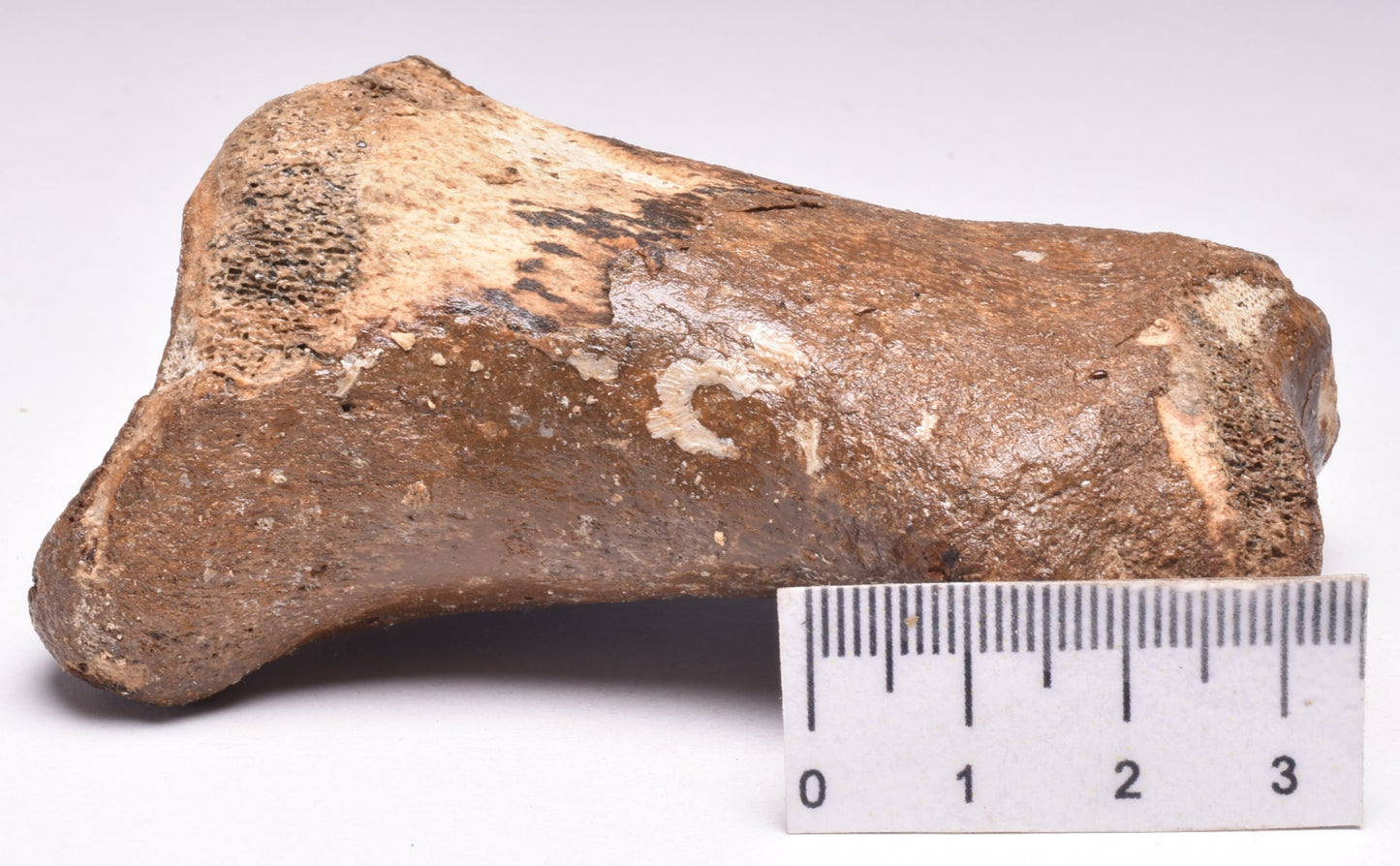 GENUINE EQUIDAE TOE BONE (HORSE FOSSIL) PHALANGES PLEISTOCENE NORTH SEA ICE AGE F505