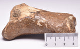 GENUINE EQUIDAE TOE BONE (HORSE FOSSIL) PHALANGES PLEISTOCENE NORTH SEA ICE AGE F505