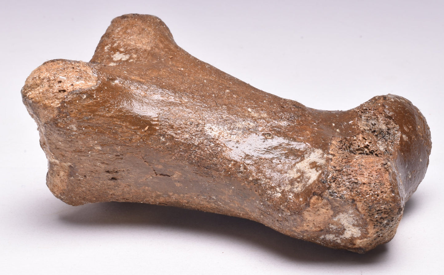 GENUINE EQUIDAE TOE BONE (HORSE FOSSIL) PHALANGES PLEISTOCENE NORTH SEA ICE AGE F505