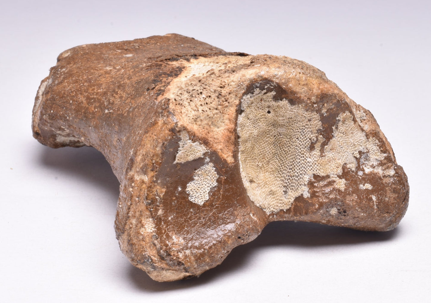 GENUINE EQUIDAE TOE BONE (HORSE FOSSIL) PHALANGES PLEISTOCENE NORTH SEA ICE AGE F505