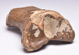 GENUINE EQUIDAE TOE BONE (HORSE FOSSIL) PHALANGES PLEISTOCENE NORTH SEA ICE AGE F505