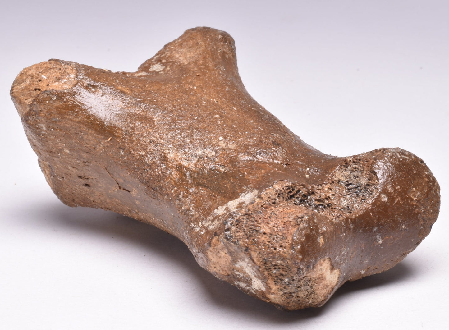 GENUINE EQUIDAE TOE BONE (HORSE FOSSIL) PHALANGES PLEISTOCENE NORTH SEA ICE AGE F505