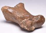 GENUINE EQUIDAE TOE BONE (HORSE FOSSIL) PHALANGES PLEISTOCENE NORTH SEA ICE AGE F505