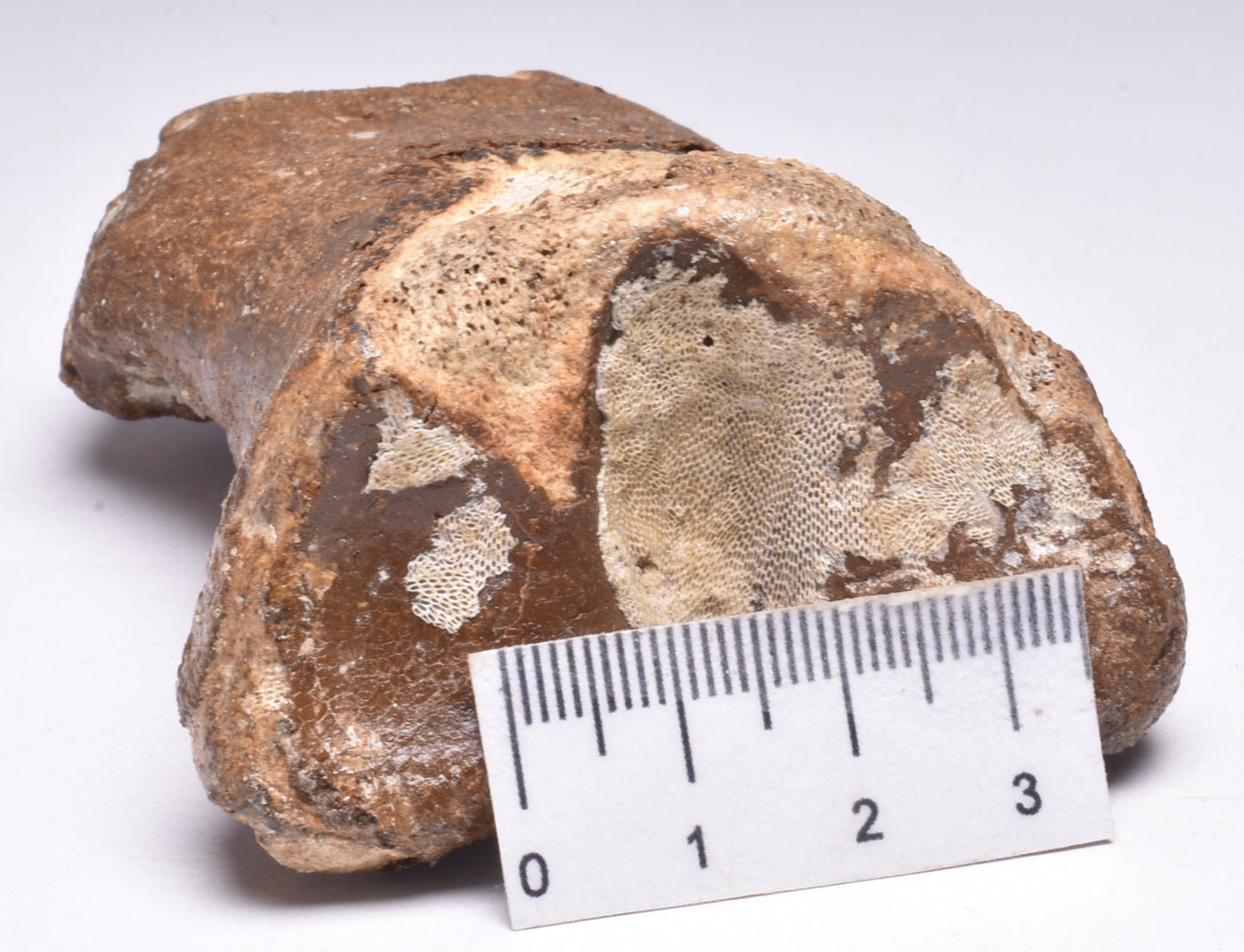 GENUINE EQUIDAE TOE BONE (HORSE FOSSIL) PHALANGES PLEISTOCENE NORTH SEA ICE AGE F505