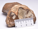 GENUINE EQUIDAE TOE BONE (HORSE FOSSIL) PHALANGES PLEISTOCENE NORTH SEA ICE AGE F505