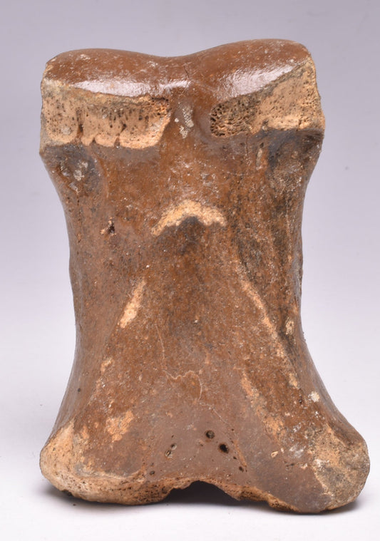 GENUINE EQUIDAE TOE BONE (HORSE FOSSIL) PHALANGES PLEISTOCENE NORTH SEA ICE AGE F508