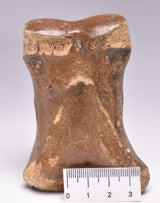GENUINE EQUIDAE TOE BONE (HORSE FOSSIL) PHALANGES PLEISTOCENE NORTH SEA ICE AGE F508