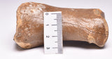 GENUINE EQUIDAE TOE BONE (HORSE FOSSIL) PHALANGES PLEISTOCENE NORTH SEA ICE AGE F508