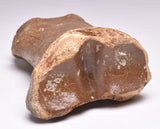 GENUINE EQUIDAE TOE BONE (HORSE FOSSIL) PHALANGES PLEISTOCENE NORTH SEA ICE AGE F508