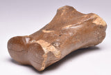 GENUINE EQUIDAE TOE BONE (HORSE FOSSIL) PHALANGES PLEISTOCENE NORTH SEA ICE AGE F508