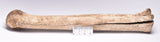 GENUINE EQUIDAE LEG BONE (HORSE FOSSIL) PHALANGES PLEISTOCENE NRTH SEA ICEO AGE F510