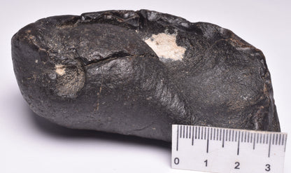 WHALE EAR BONE FOSSIL, Miocene, North Port Carolina, USA F22