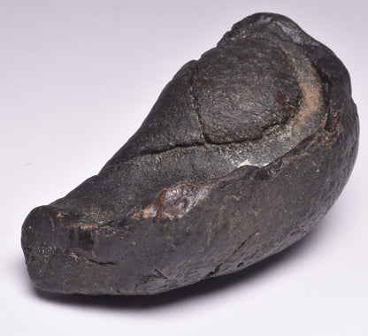 WHALE EAR BONE FOSSIL, Miocene, North Port Carolina, USA F22