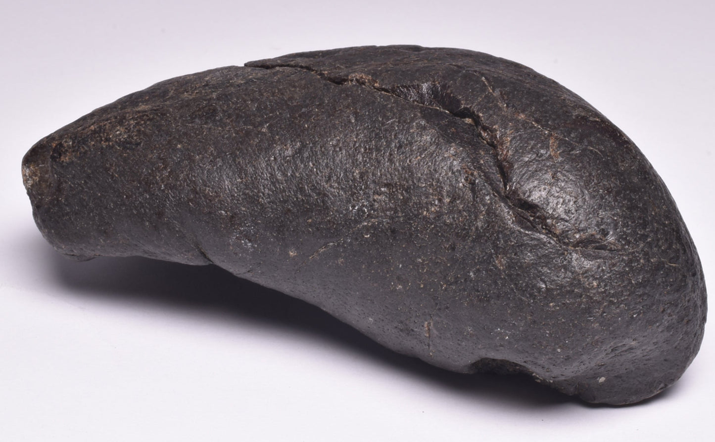 WHALE EAR BONE FOSSIL, Miocene, North Port Carolina, USA F22
