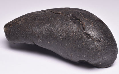 WHALE EAR BONE FOSSIL, Miocene, North Port Carolina, USA F22