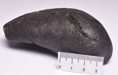 WHALE EAR BONE FOSSIL, Miocene, North Port Carolina, USA F22