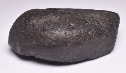 WHALE EAR BONE FOSSIL, Miocene, North Port Carolina, USA F22