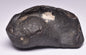 WHALE EAR BONE FOSSIL, Miocene, North Port Carolina, USA F22