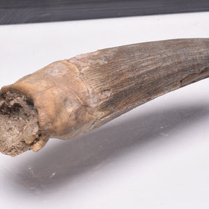 Dinosaur Teeth