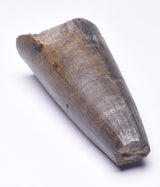 GENUINE FOSSIL DINOSAUR TOOTH, SUCHOMIMUS, CRETACEOUS, NIGER F64