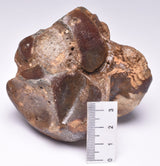 GENUINE EQUIDAE ANKLE BONE (HORSE FOSSIL) PLEISTOCENE NORTH SEA, ICE AGE F224