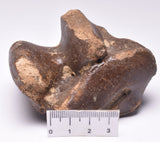 GENUINE EQUIDAE ANKLE BONE (HORSE FOSSIL) PLEISTOCENE NORTH SEA, ICE AGE F229